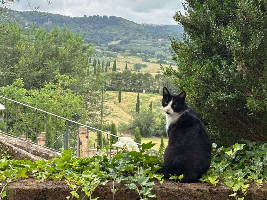 A black cat in Orvieto