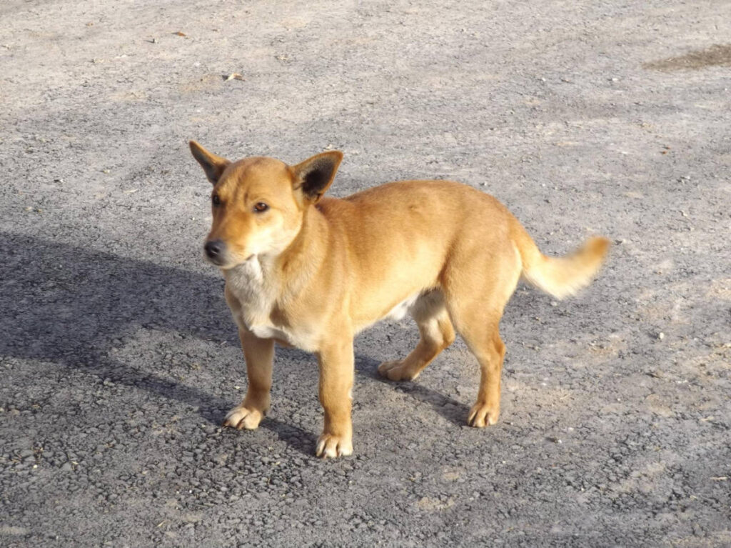 A dog wandering on a street during morning