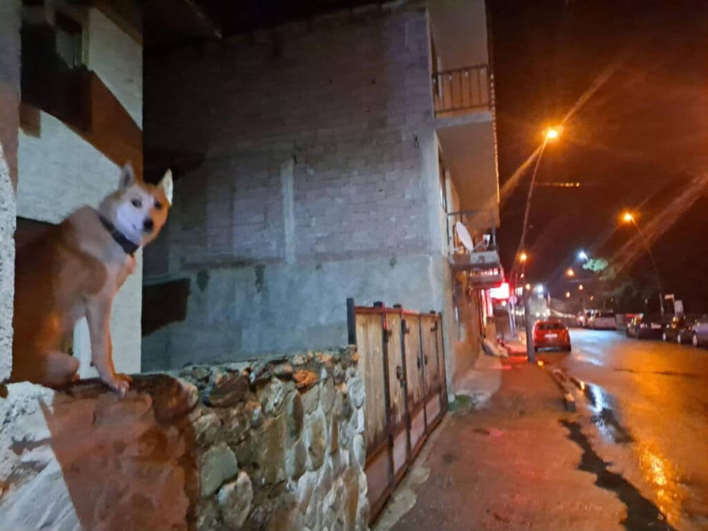 A dog on the street at night