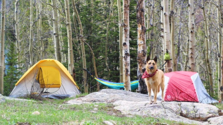 The author's dog at the campsite in the Indian Peaks Wilderness