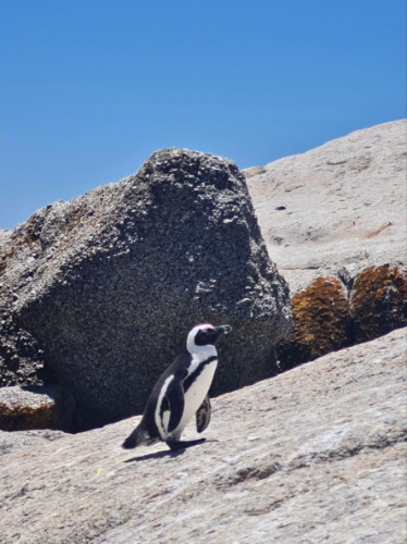 An African Penguin waddling at Boulders Beach