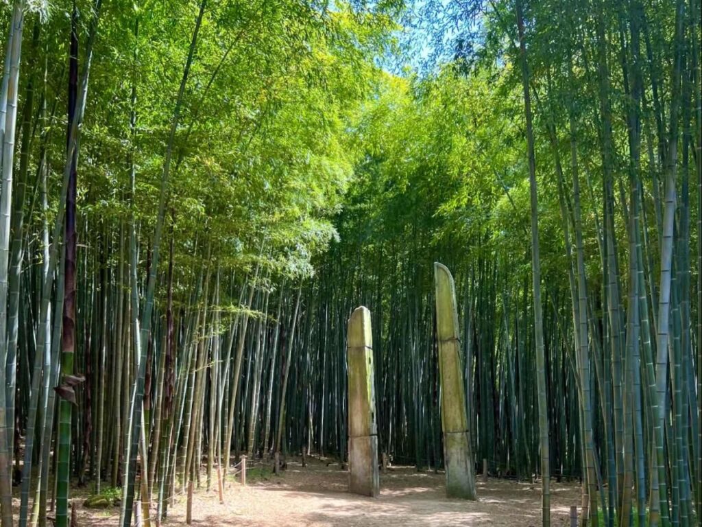 View of the bamboo-lined paths at Ahopsan Forest