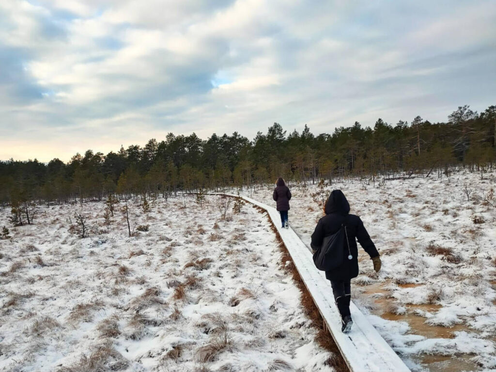 People walking along a narrow boardwalk along the Alam-Pedja’s frozen bogland