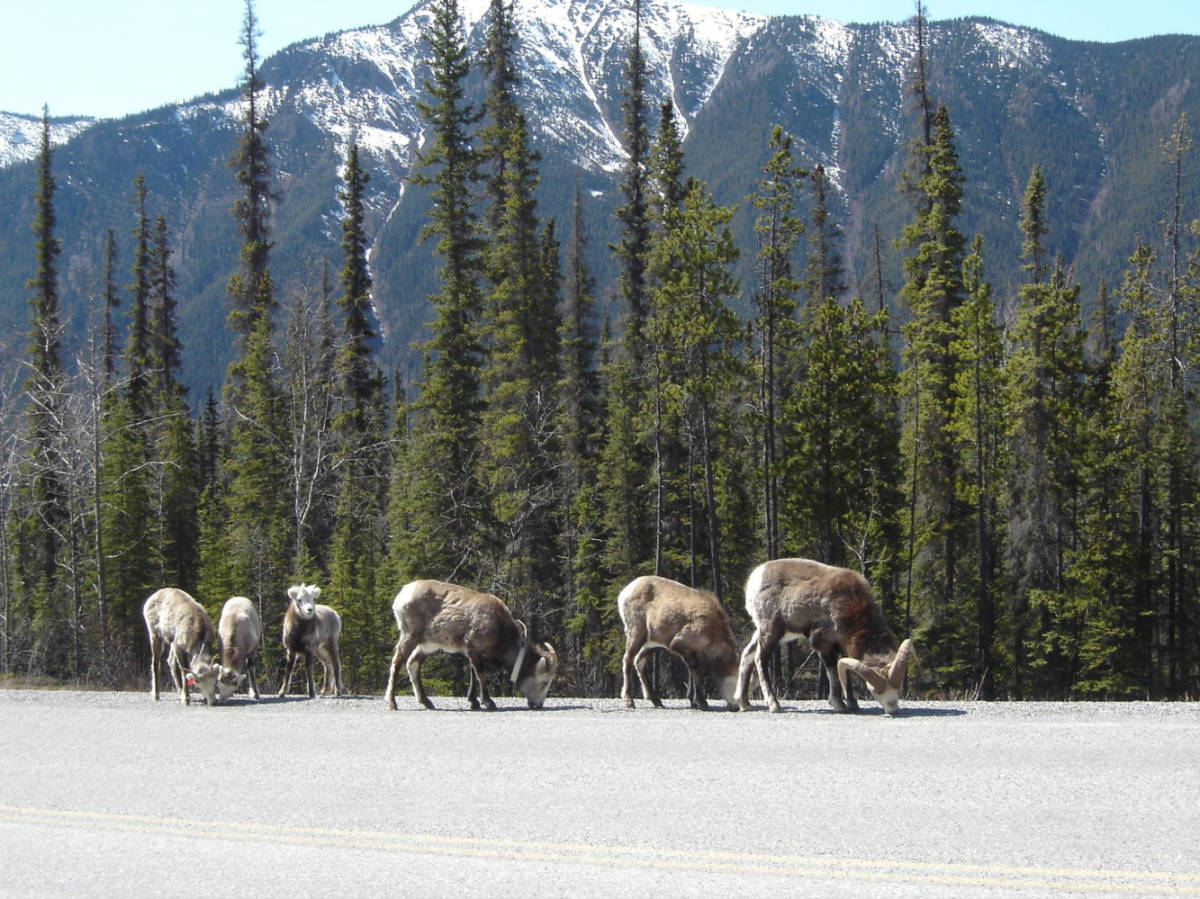 The Alaskan wildlife crossing the road