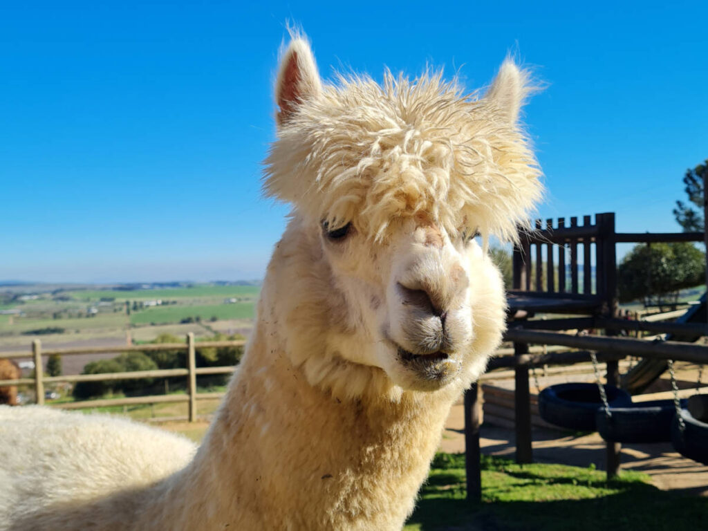 Closeup view of the alpaca