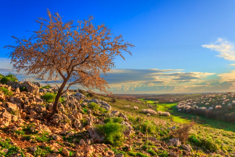 A tree with brown leaves at Alta Murgia National Park