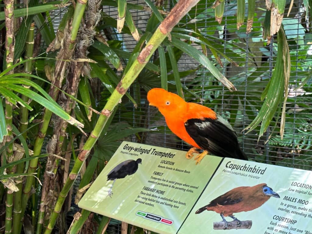 A colorful Andean Cock-of-the-rock on a zoo in San Diego
