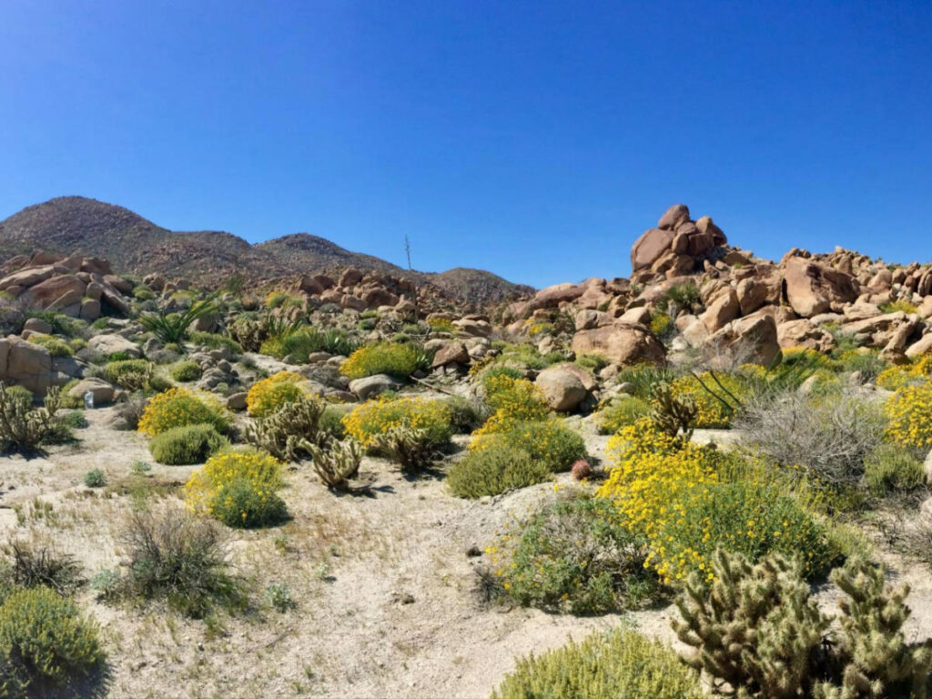 View of the cholla cactus and other succulents in Anza-Borrego