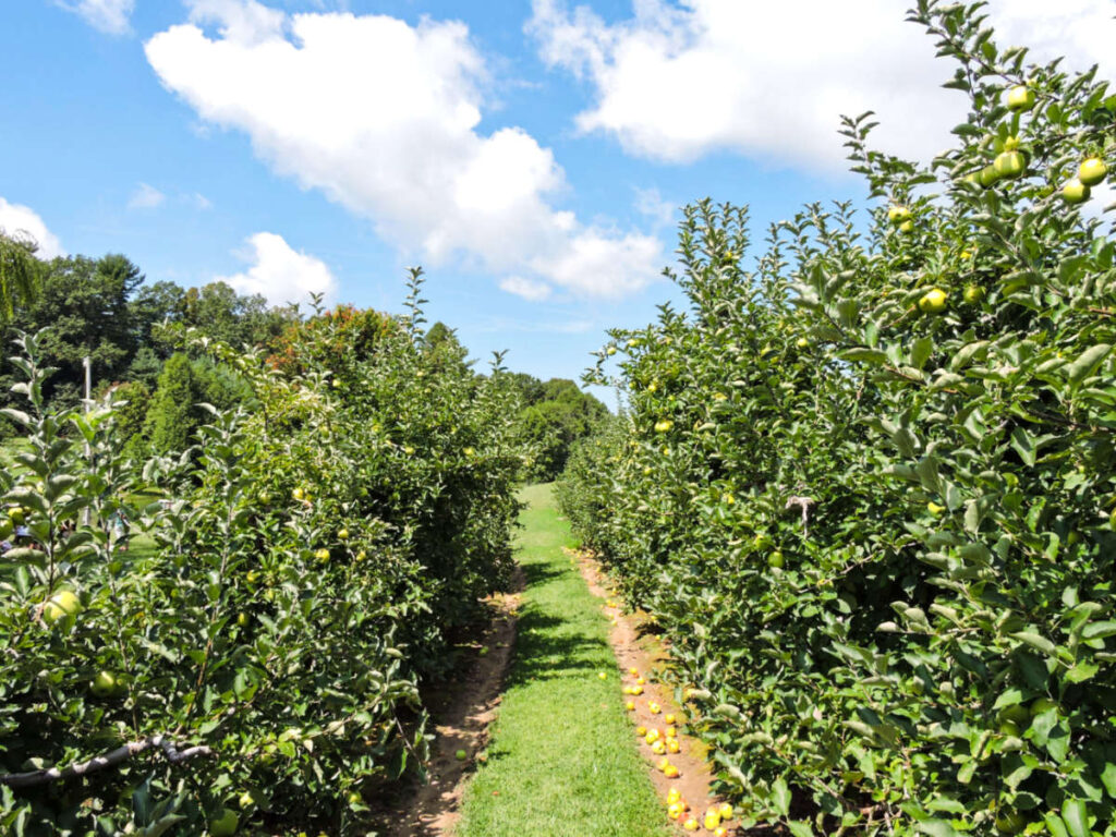 View of the walkway in the middle of the apple orchard
