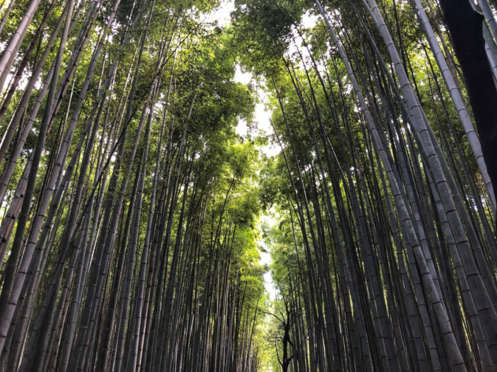 Perspective view of the towering bamboos in Arashiyama Bamboo Forest