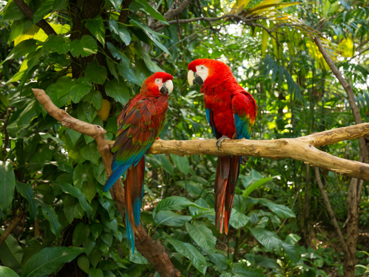 Two Macaws perched on a tree branch at Jungle Island in Miami