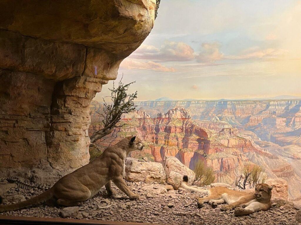 A Mountain lion exhibit at The Museum of Natural History