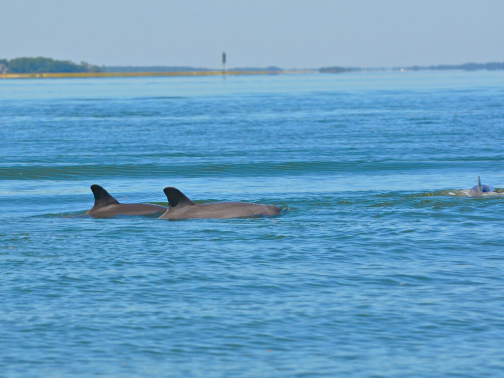 Dolphins spotted during the Island Explorer Dolphin Tour