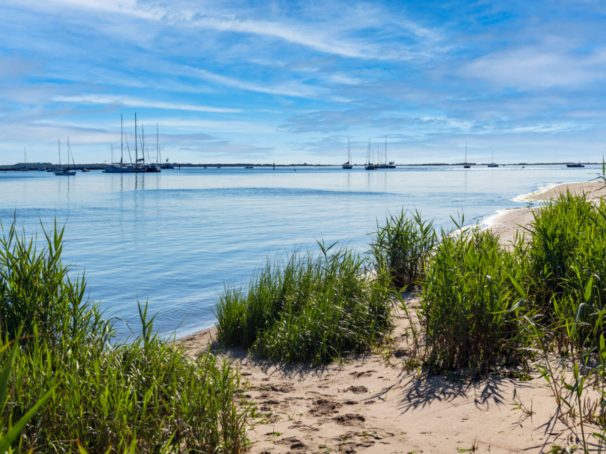 View of the grasses along the shoreline of Atlantic Highlands