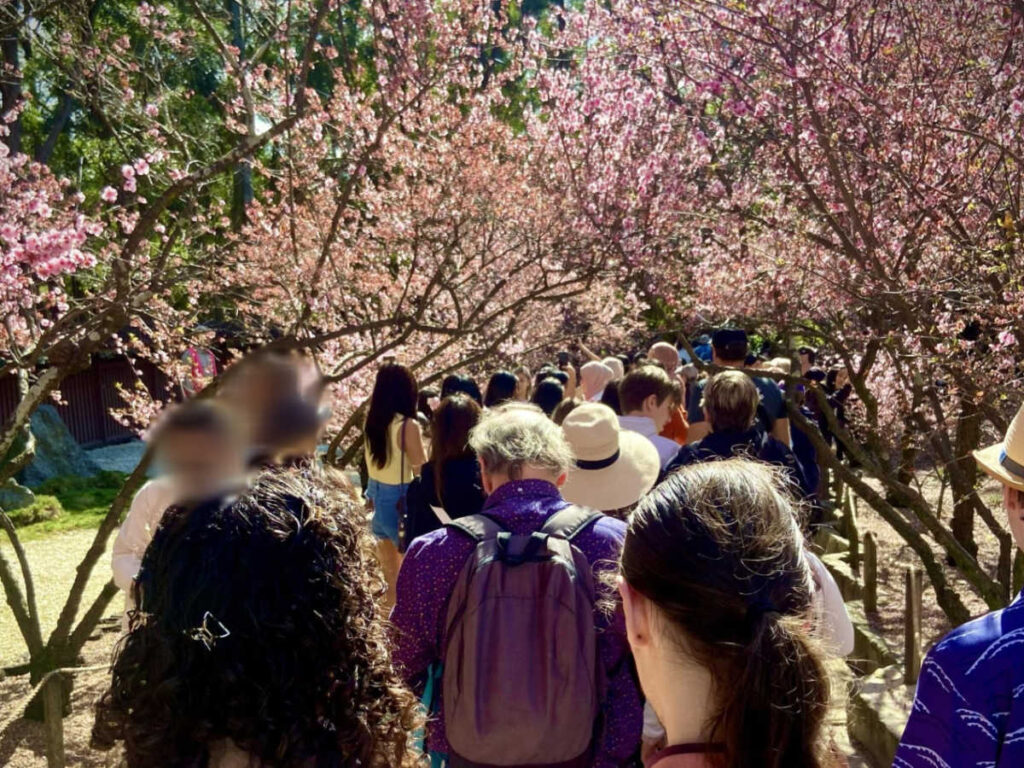 People enjoying the cherry blossoms at the Auburn Botanic Gardens