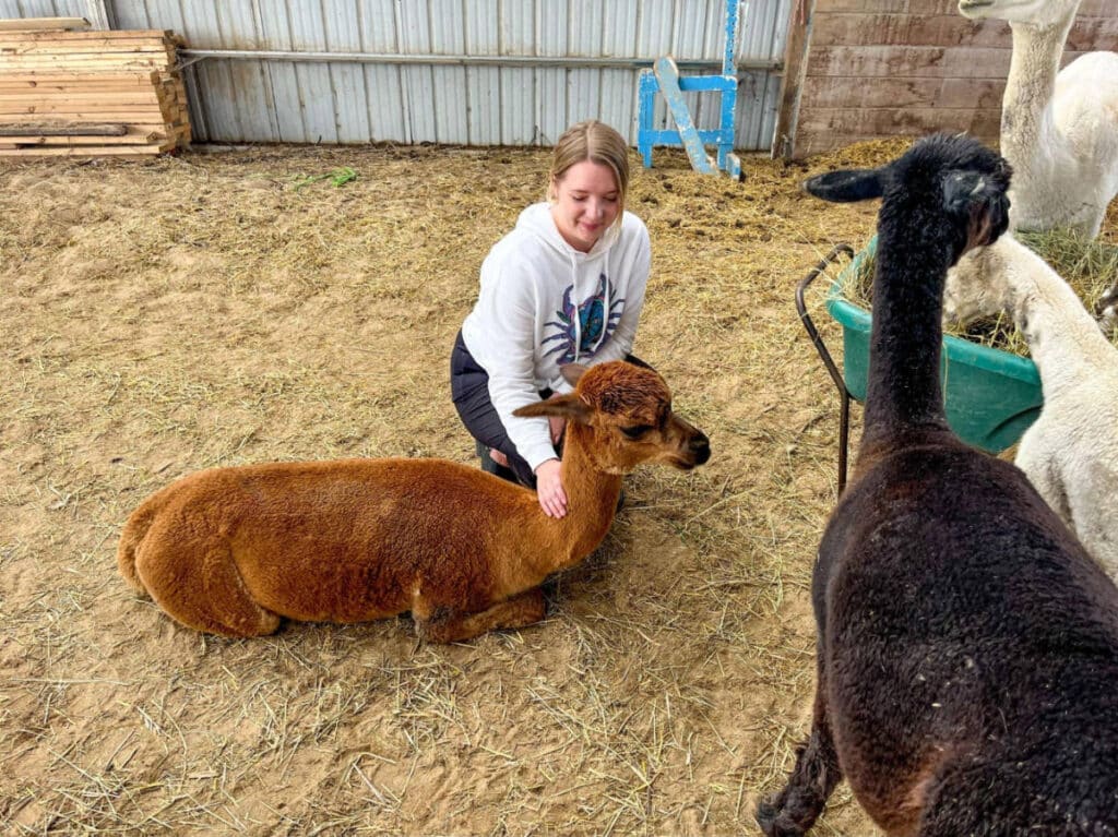 The author, Taylor Herperger playing with alpaca in Aurora Farm