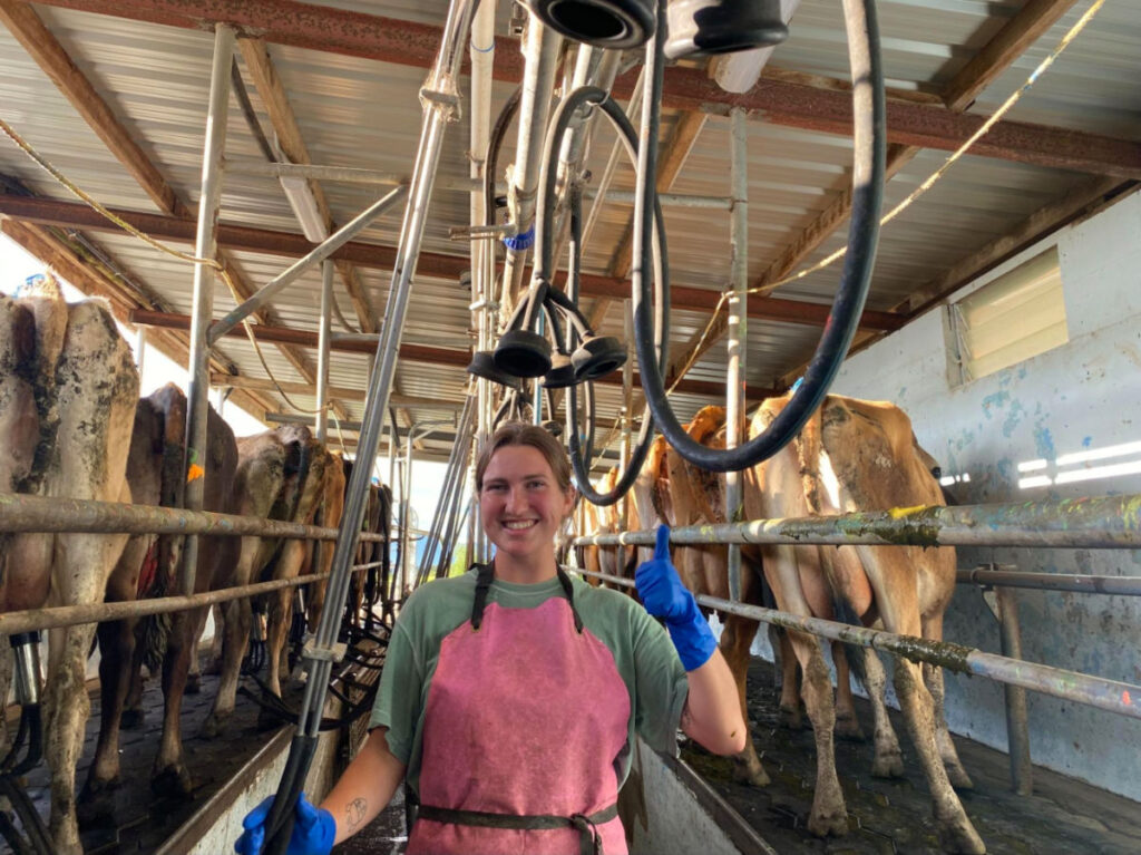 Author Laura trying to milk some cows in a dairy farm