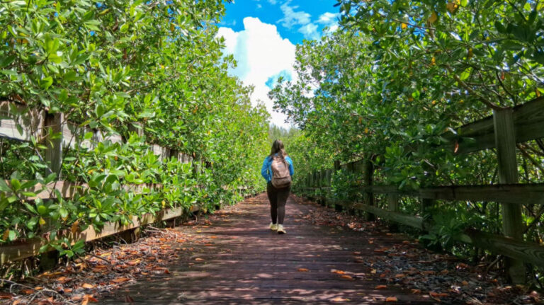 Author Vanessa walking along a wooden boardwalk through dense green mangrove trees