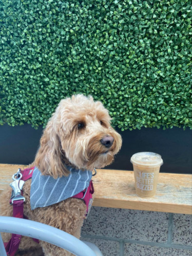 Authors dog next to a cup of coffee at Better Buzz