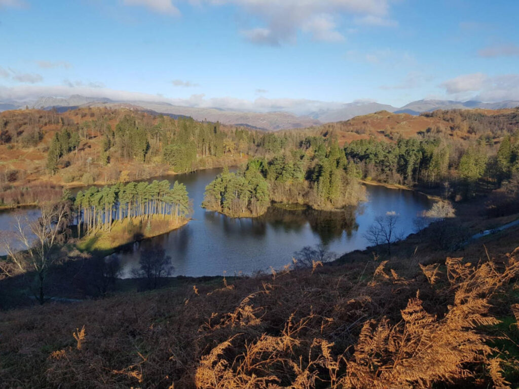 Overlooking view of the fall foliage at Tarn Hows
