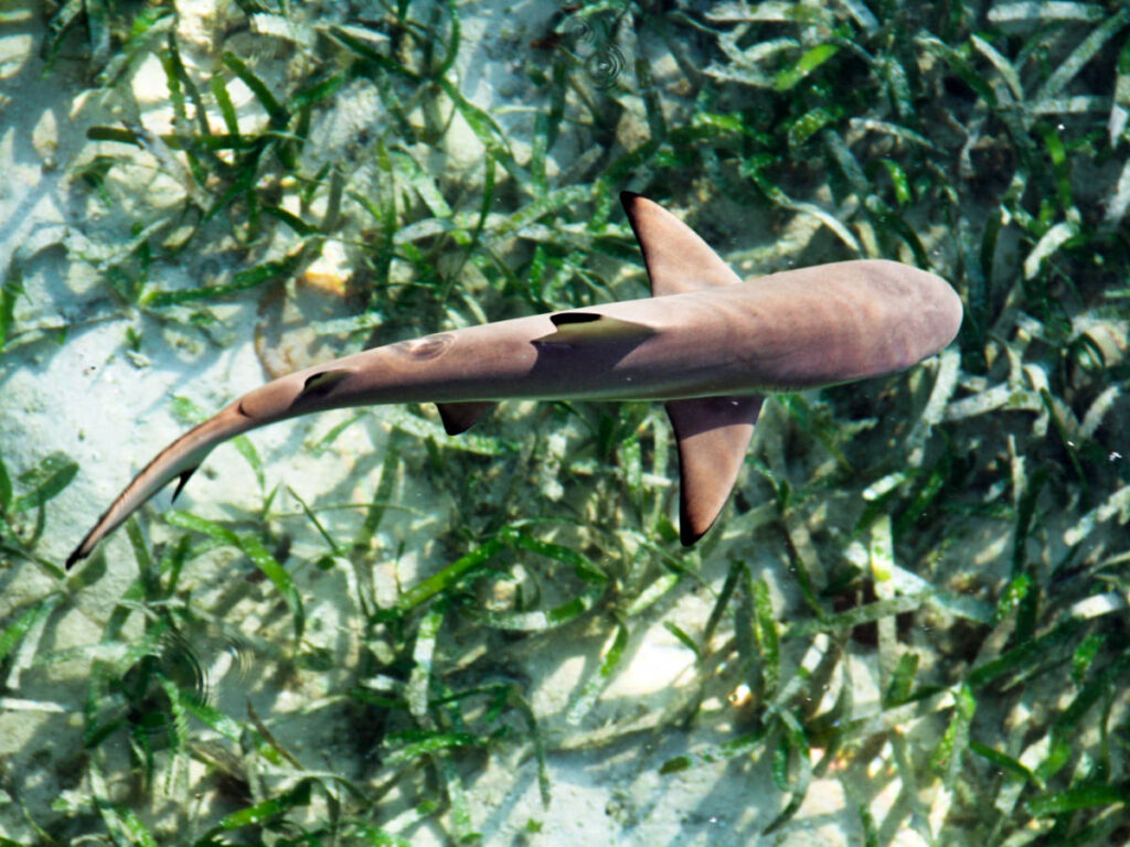 Closeup look oof the baby shark swimming under the water