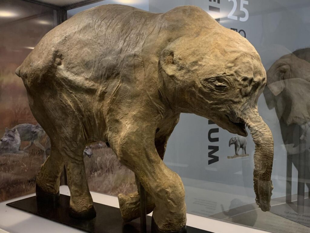 A Baby mammoth on display at La Brea Tar Pits