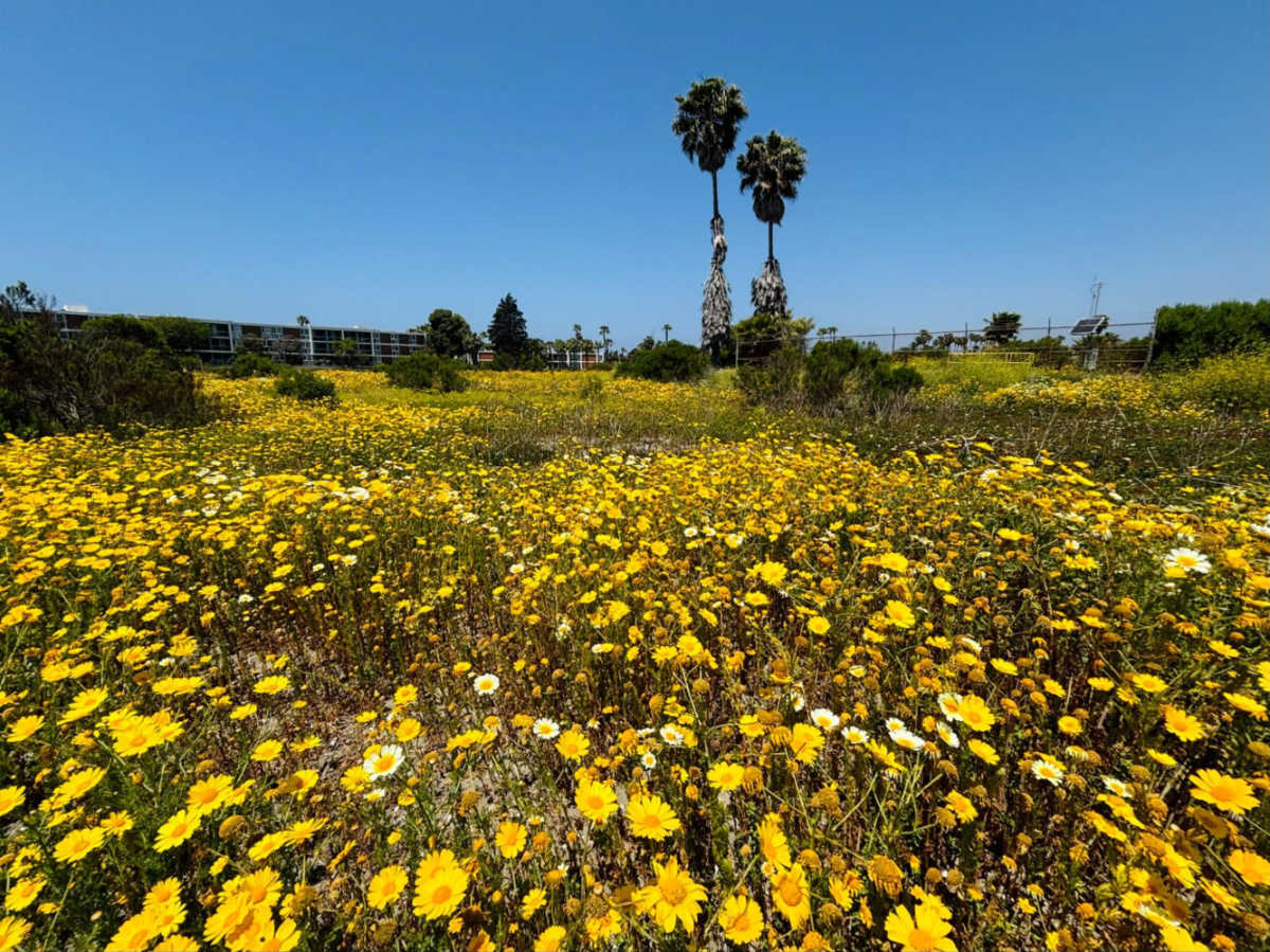 View of the blooming and vibrant flowers at the Ballona Wetlands Ecological Reserve