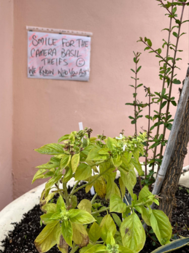 Closeup look of a pot of basil with a signage behind