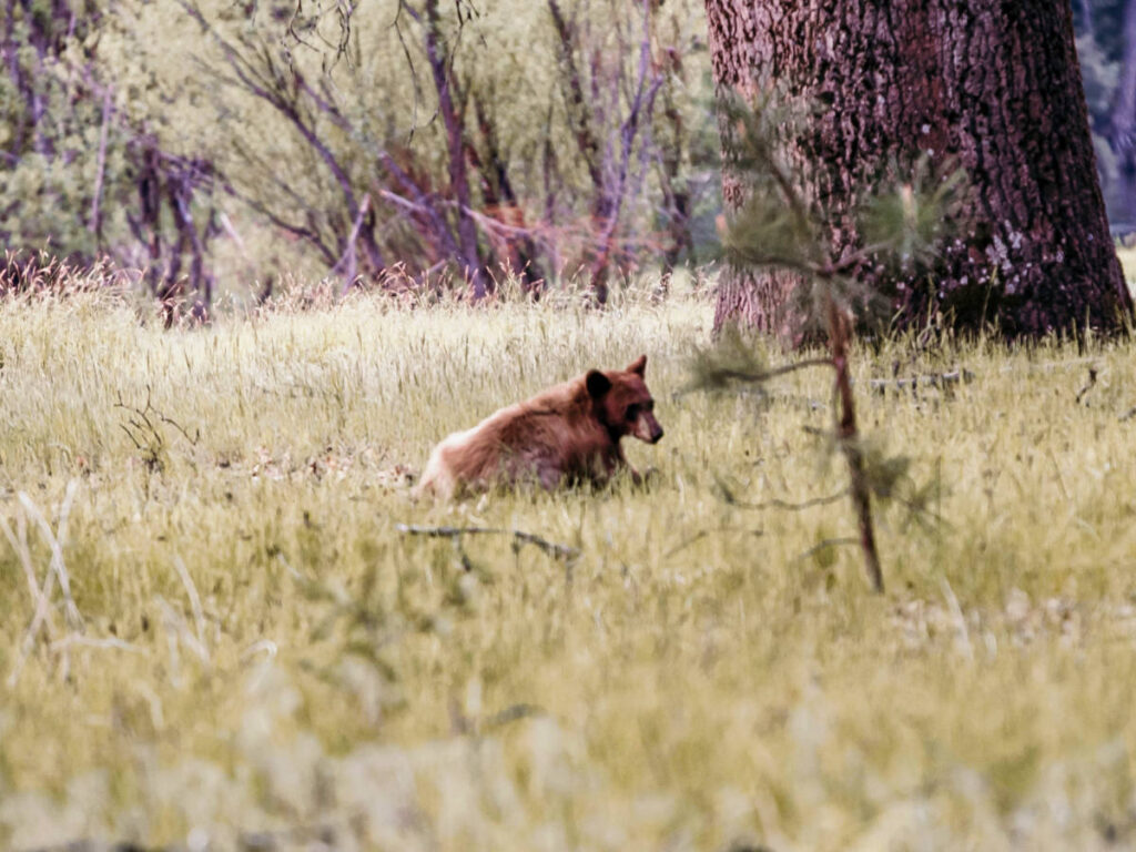 A bear resting on the grass field in Yosemite