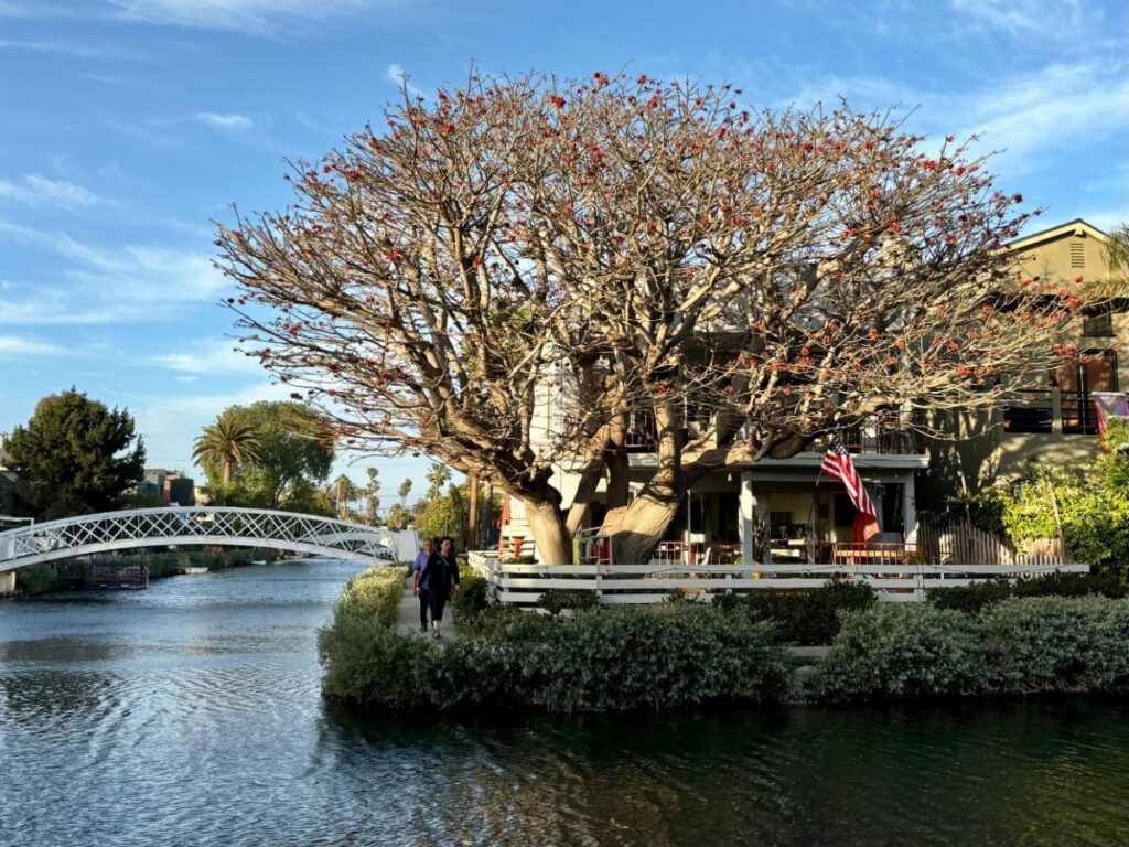 A beautiful tree on the Venice Canals
