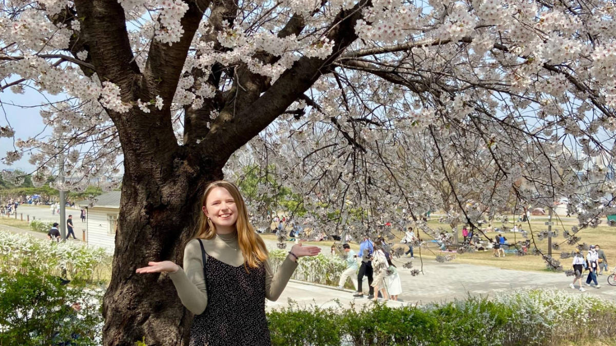 The author Bethan Nutting, enjoying the cherry blossoms at Yeouido Hangang Park
