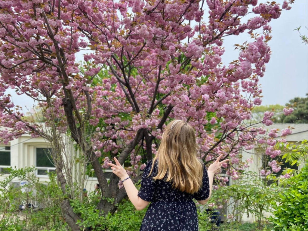The author Bethan Nutting, enjoying the king cherry blossoms at Boarmae Park