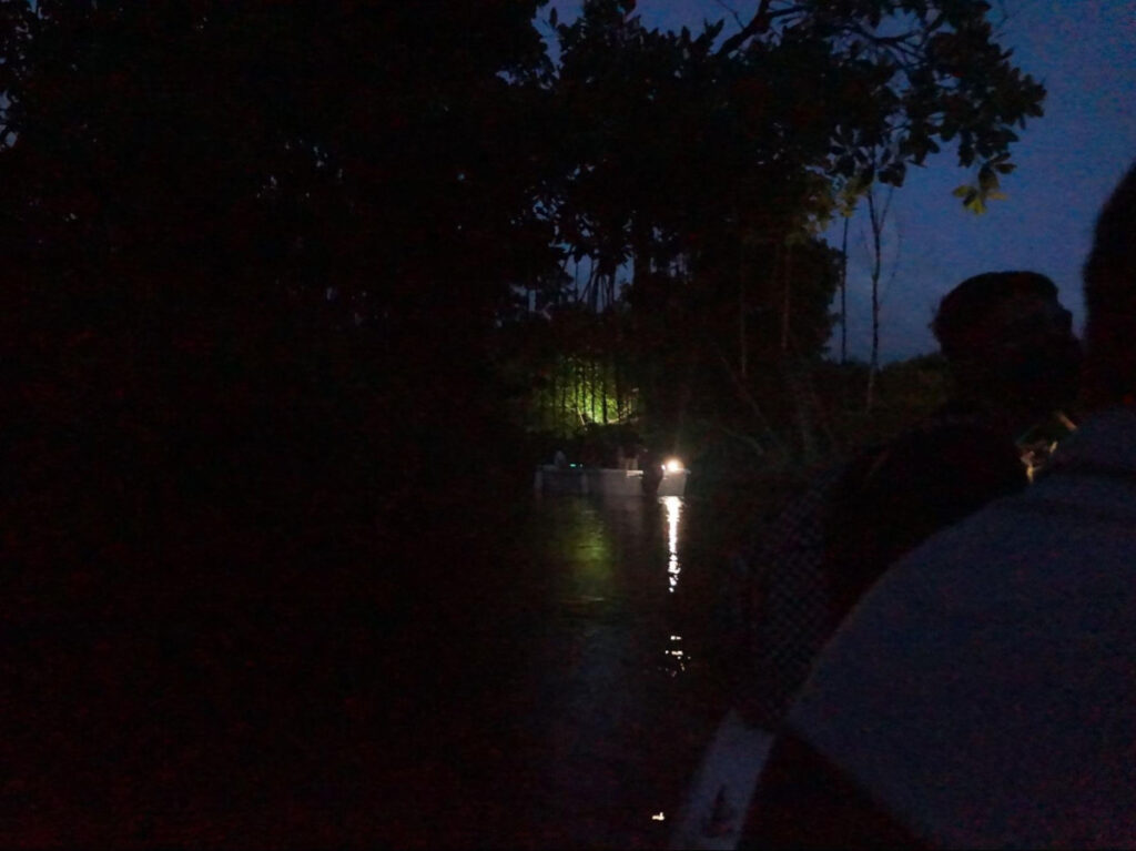 The bio bays mangroves at night