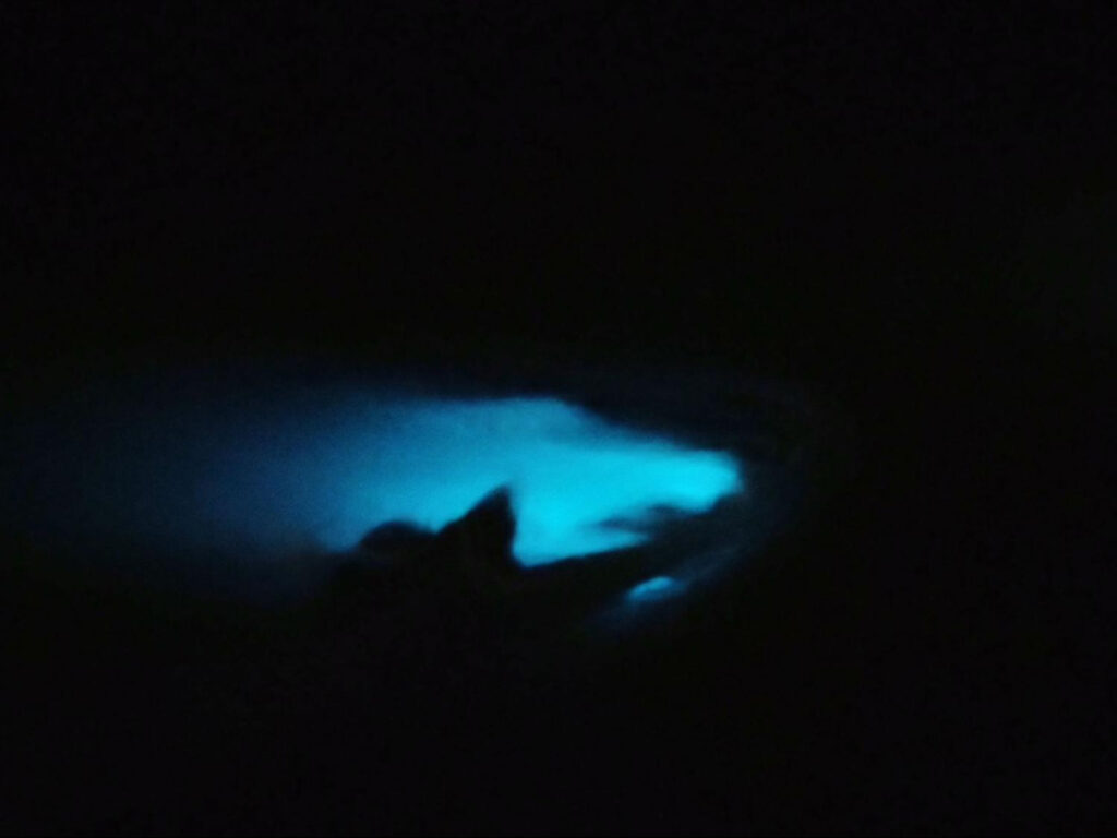 View of the glow of the Bioluminescent Bay on a moonless night