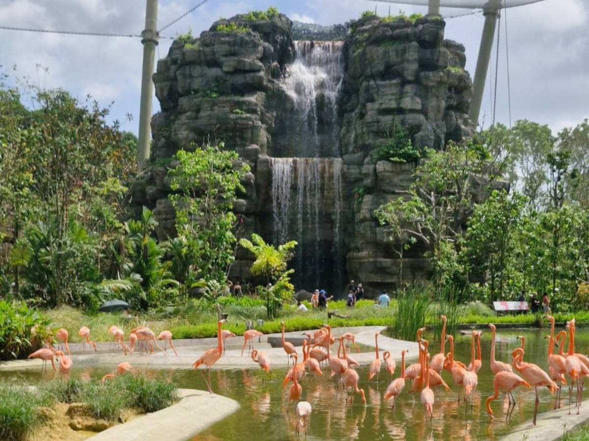 View of flamingoes in Bird Paradise