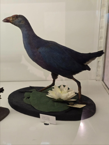 One of the display about local wildlife in the Georgian National Museum