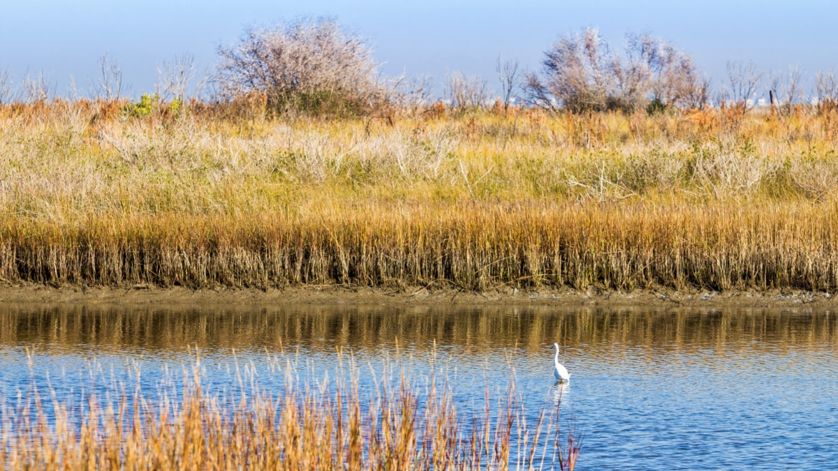 A bird on the water surrounded by grass in Galveston Island State Park