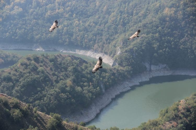 Birds flying in nature
