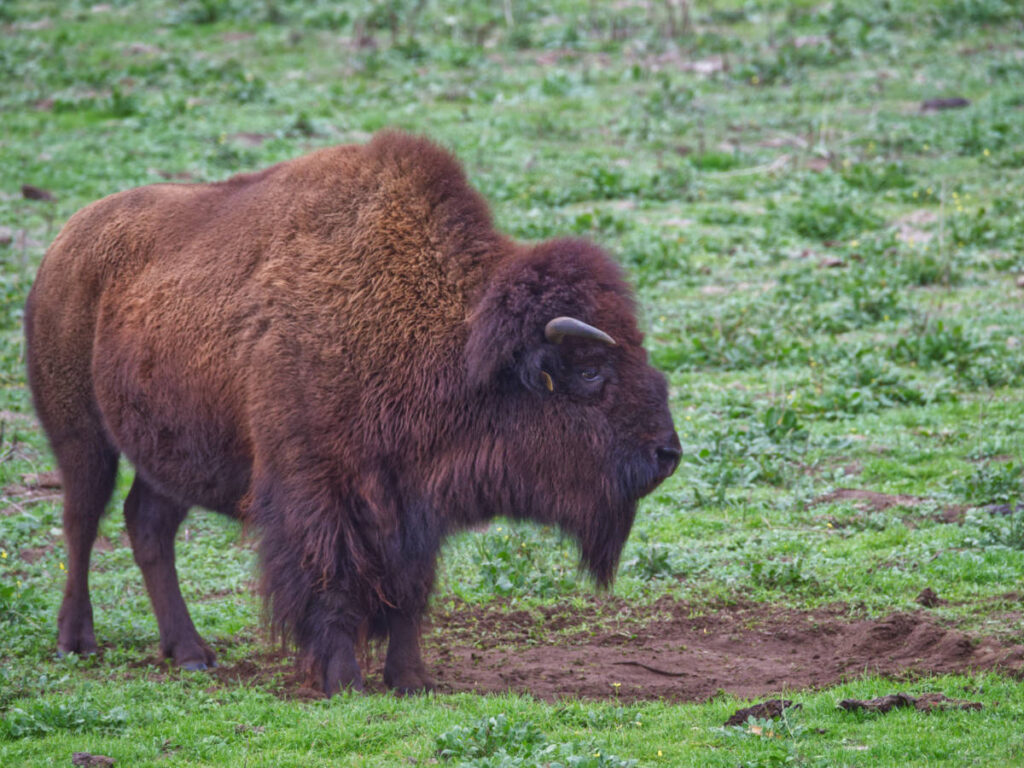 A bison at the Bison Paddock