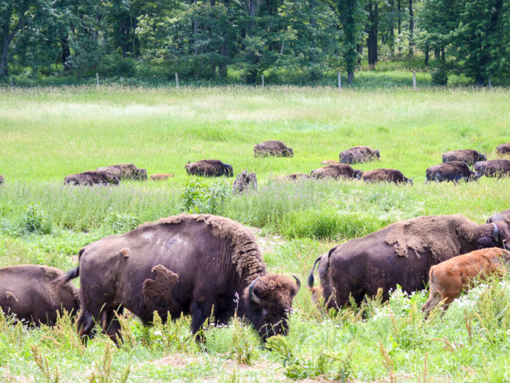 Bison wandering at the Big Bone Lick State Park