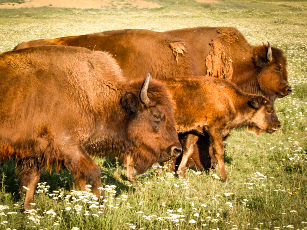 A herd of Bison at FortWhyte Alive