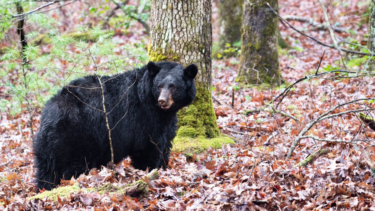 A black bear roaming in Cades Cove