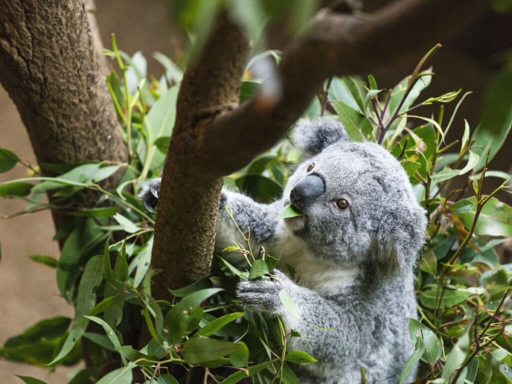 A koala clinging on a tree in Blackbutt Nature Reserve
