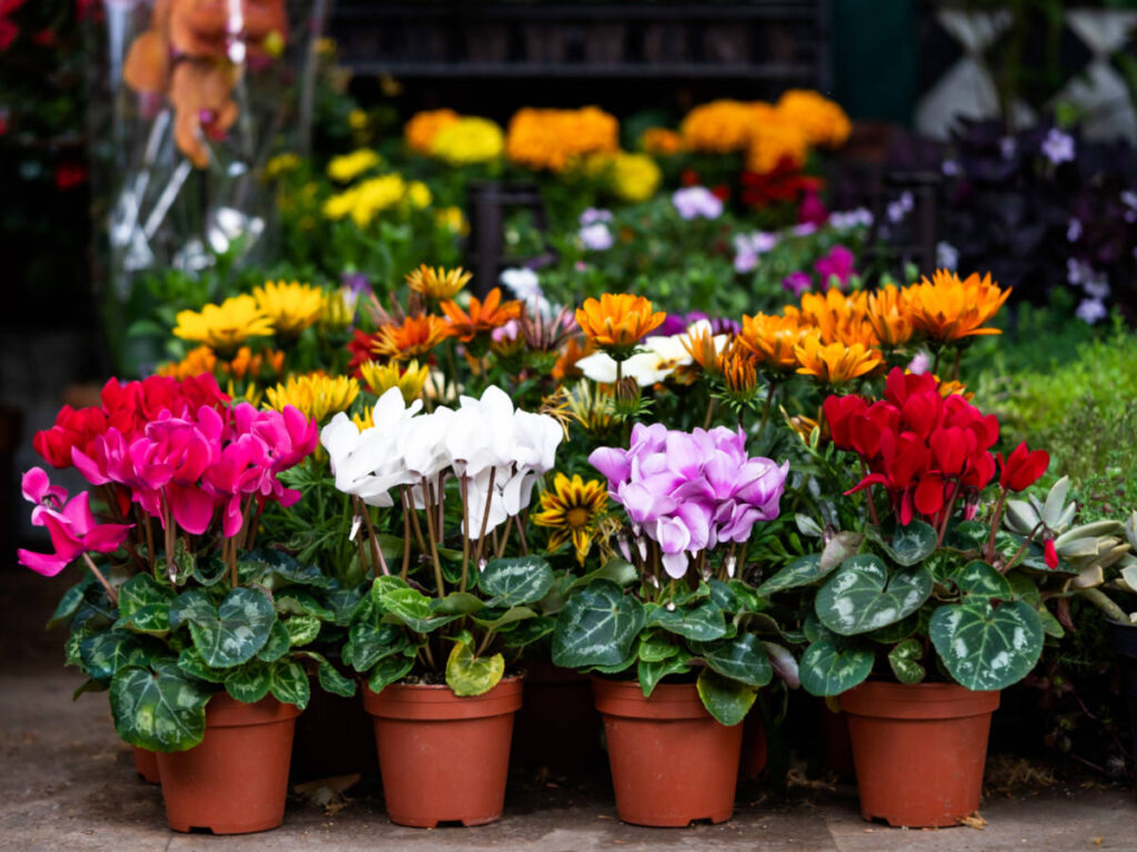 View of the beautiful and colorful flowers on the clay pot