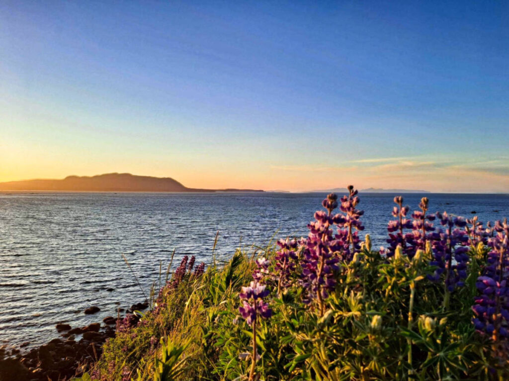 View of the blooming flowers on the cliff overlooking the ocean