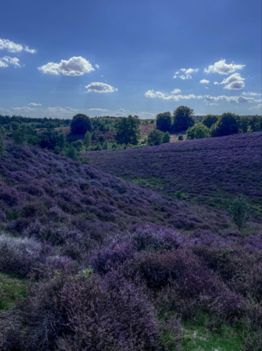 The landscapes of blooming heath in Veluwe