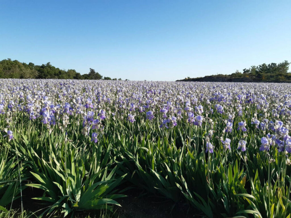 A field of blooming Iris in Caspri