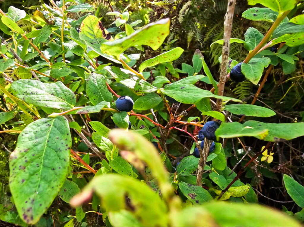Blueberries ready to harvest from the bush