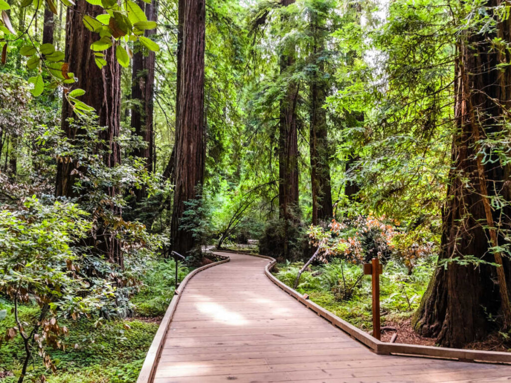 View of a boardwalk at the Muir Woods National Monument