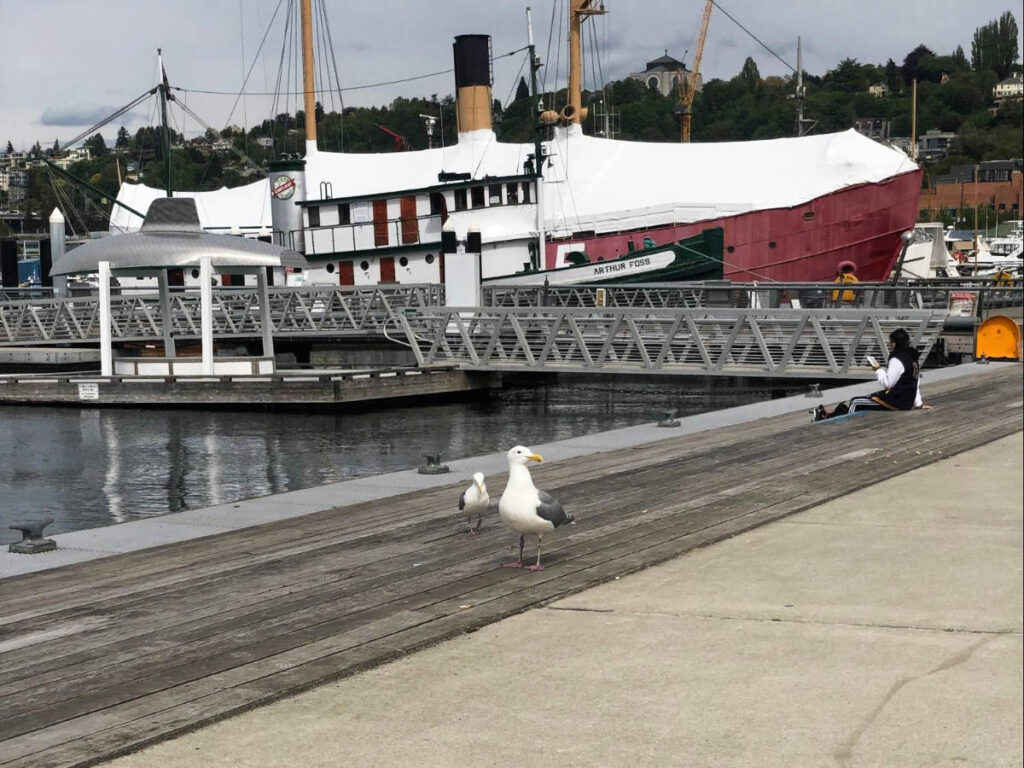 View of seagulls by the lake in Seattle